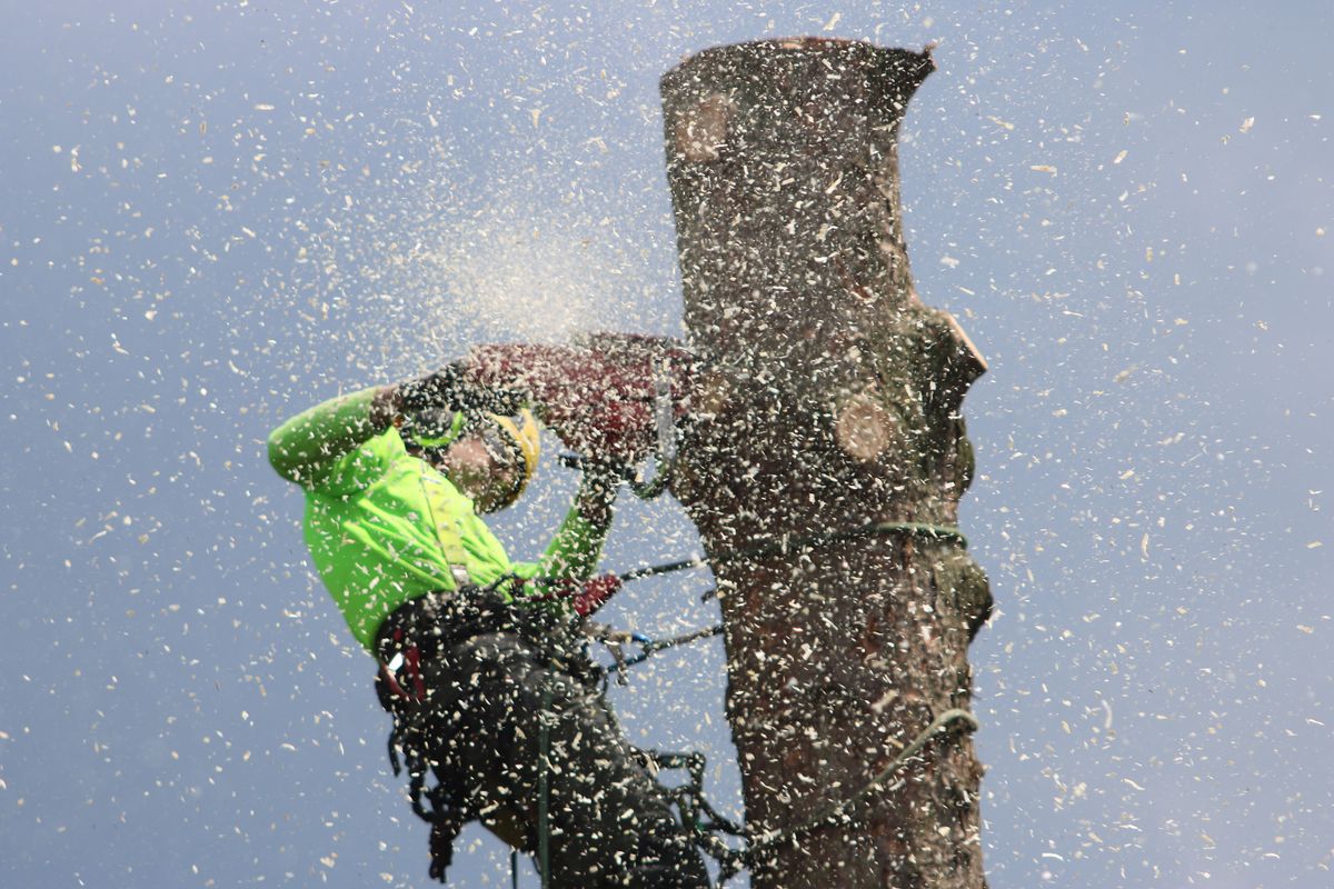 Arborist trimming a tree near Champaign, IL