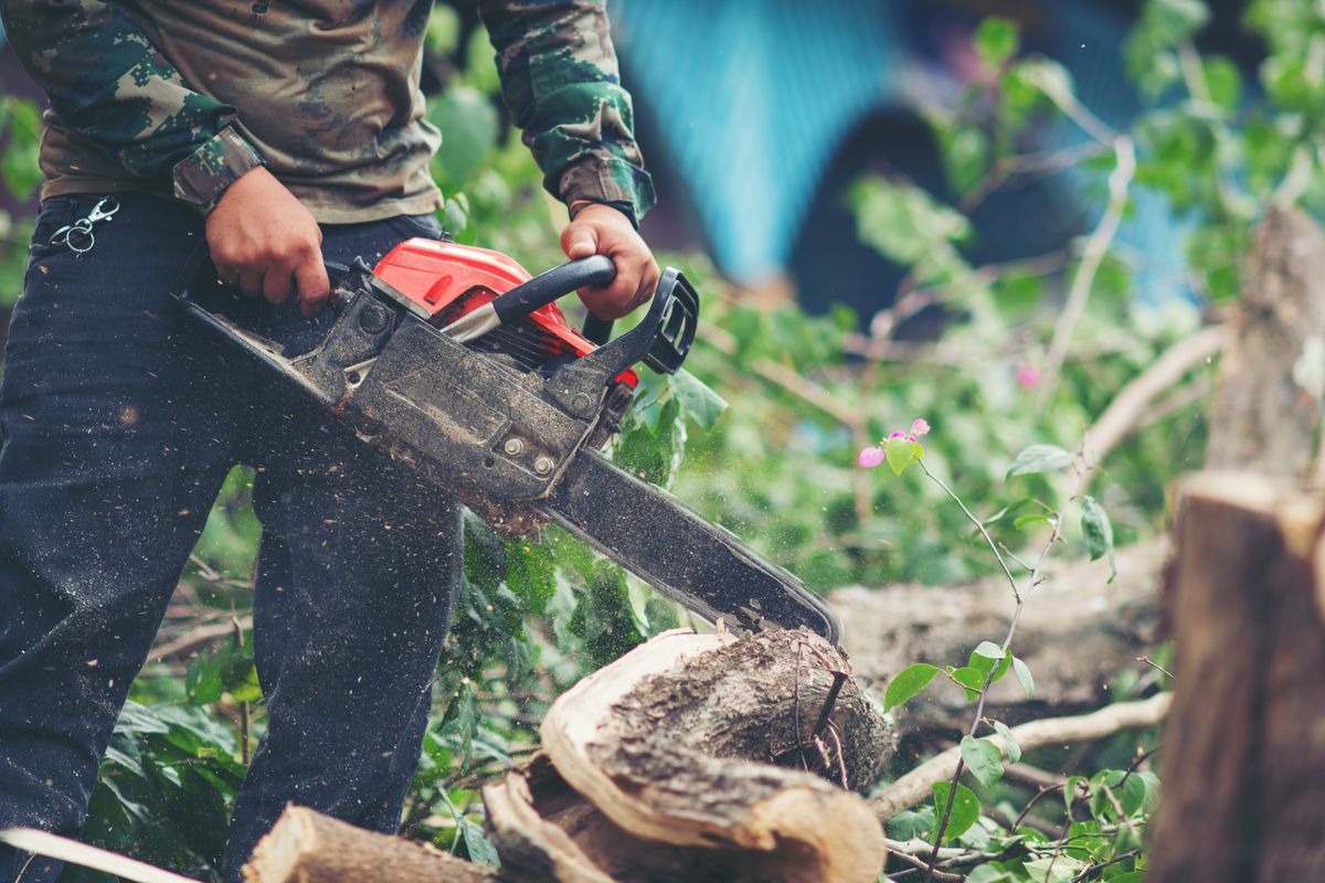 Tree cutting service in Champaign, IL